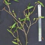 Epidendrum paraguastigma Otro
