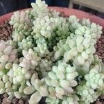 Sedum burrito Feuille