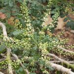 Boswellia sacra Habit