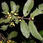 Quiina macrophylla Altul/Alta