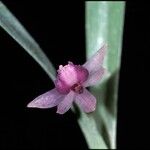 Scaphyglottis stellata Цветок