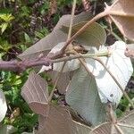 Croton mongue Blatt