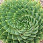 Aloe polyphylla Blad