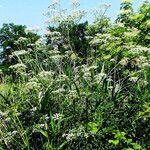 Chaerophyllum aureum Habitus