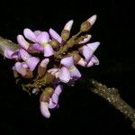 Lonchocarpus macrophyllus Flower