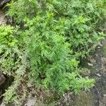 Artemisia annua Liść