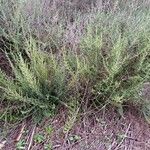 Salsola vermiculata 形态