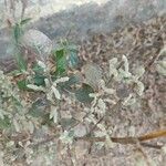 Ouret lanata Leaf