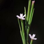 Dianthus nudiflorus عادت داشتن