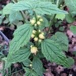 Lamium galeobdolon List