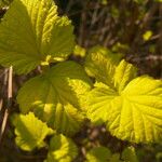 Ribes magellanicum Hoja