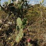 Opuntia oricola Hàbitat