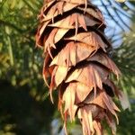 Pseudotsuga menziesii Flower