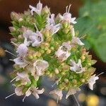 Origanum majorana Blomst