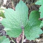 Ranunculus cortusifolius Leaf