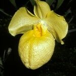 Paphiopedilum armeniacum Λουλούδι