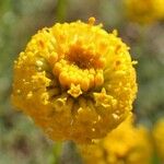 Santolina chamaecyparissus Květ