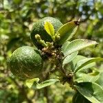 Citrus aurantiifolia Blatt