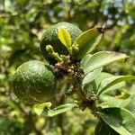 Citrus aurantiifolia 葉
