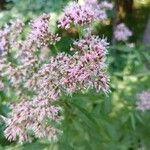 Eupatorium cannabinumBlüte