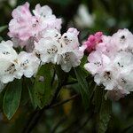 Rhododendron pachytrichum Λουλούδι