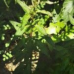 Centaurea nigrescens Fiore