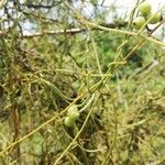 Cassytha filiformis Fruit