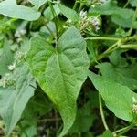 Mikania scandens Leaf