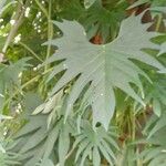 Ipomoea x multifida Leaf