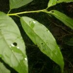 Cestrum racemosum Leaf