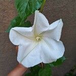 Ipomoea alba Blüte