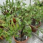 Bursera fagaroides Alkat (teljes növény)
