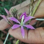 Epidendrum flexuosum Floare