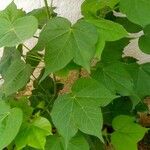 Gossypium hirsutum Hoja