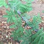 Albizia brevifolia 叶