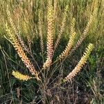 Lepidium bonariense Vaisius