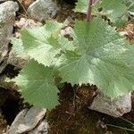 Adenostyles leucophylla Habitus