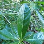 Antirhea borbonica Leaf