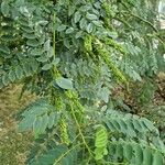 Amorpha fruticosa Fruto