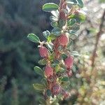 Cotoneaster integrifolius Vrucht