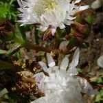 Lampranthus multiradiatus Цветок