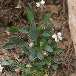 Viola saxifraga Habitus