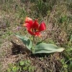 Tulipa undulatifolia Deilen