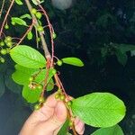 Prunus padus পাতা