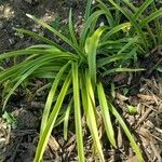 Nerine bowdenii Leaf