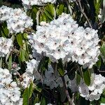 Rhododendron uvariifolium Flor