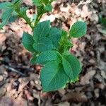 Solanum tuberosum Folha
