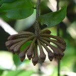 Marcgravia umbellata Fruto