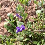 Scutellaria tuberosa Hábito