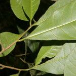 Gymnanthes riparia Hoja
